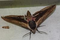 Sphinx ligustri