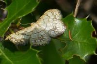 Idaea moniliata