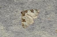 Xanthorhoe fluctuata