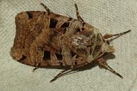 Xestia triangulum