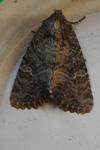 Mesapamea secalella/secalis