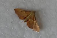 Endotricha flammealis