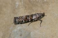 Dioryctria abietella