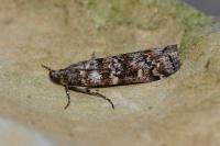 Dioryctria abietella