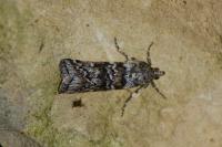Dioryctria abietella