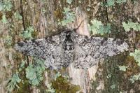 Biston betularia