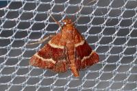 Stemmatophora combustalis