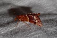 Stemmatophora combustalis