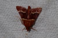 Stemmatophora combustalis