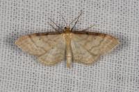 Idaea fuscovenosa