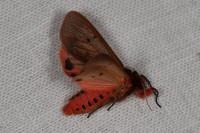 Phragmatobia fuliginosa