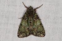 Polyphaenis sericata
