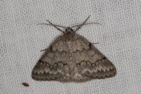 Pseudoterpna coronillaria