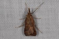 Synaphe punctalis