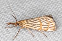 Chrysocrambus linetella