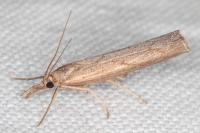 Pediasia contaminella