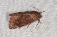 Cosmia pyralina
