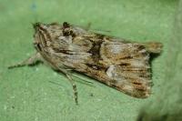 Calophasia lunula