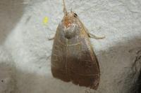Ipimorpha subtusa