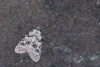 Nola cicatricalis