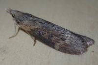 Lamoria anella