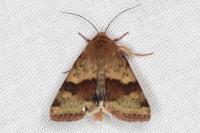 Heliothis viriplaca