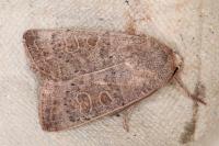 Hoplodrina ambigua/blanda