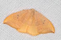 Watsonalla binaria