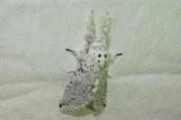 Cerura erminea