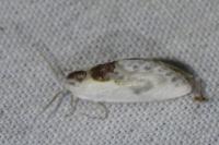 Cilix glaucata