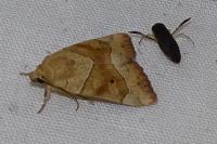 Cosmia trapezina