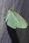 Geometra papilionaria