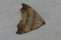 Laspeyria flexula