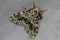Lymantria monacha