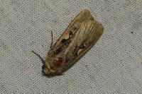 Xestia c-nigrum