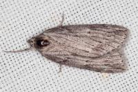 Pachycnemia hippocastanaria hippocastanaria
