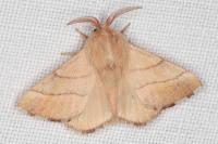 Malacosoma neustria