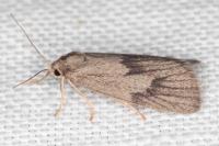 Apaidia mesogona