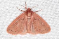 Ocneria rubea
