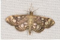 Anania coronata