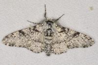 Biston betularia