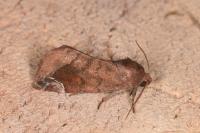 Cosmia pyralina