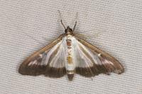 Cydalima perspectalis