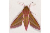 Deilephila elpenor