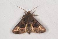 Euplexia lucipara