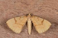 Gandaritis pyraliata