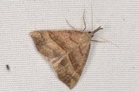 Hypena proboscidalis