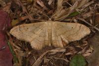 Idaea aversata