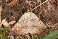 Laspeyria flexula