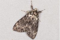 Lymantria monacha